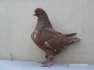 Exhibition king pigeon chick  - Karachi Birds