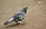 Pigeon healthy.  - Karachi Birds