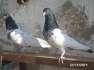 Rampuri pigeon pair  - Karachi Birds