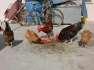 Desi Hens Availabe  - Karachi Birds