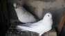 For sall neel dum k kabutar  - Karachi Birds