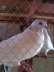 My cute kabutar  - Karachi Birds