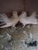 White laka breeding pair  - Karachi Birds