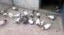 My lovely birds  - Karachi Birds