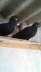 Breeding quality pigeons  - Karachi Birds