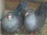 Silver Indian maina pigeons  - Islamabad Birds