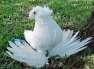 Fancy pigeon bokara tumpeter  - Islamabad Birds
