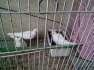Pure white khumray available  - Islamabad Birds