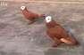 White head pigeons  - Islamabad Birds