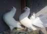 White laka pigeon  - Islamabad Birds