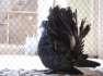 Amrican fantail pigeon  - Islamabad Birds