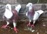 Pigeon healthy brider pair  - Islamabad Birds