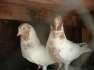 Galway two breeder pairs  - Islamabad Birds