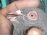 Breeder pigeons  - Islamabad Birds
