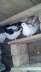 Lakha breeder pigeons  - Islamabad Birds