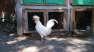 I have fancy hens  - Islamabad Birds