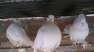 Fancy pigeons (pure white)  - Islamabad Birds