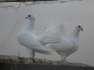White laka breeder pair  - Islamabad Birds