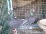 German beauty pigeon  - Islamabad Birds