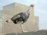 Healthy Turkey set  - Islamabad Birds