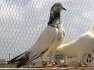 High flying pigeons  - Islamabad Birds