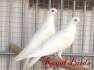 WhitePigeonForSale.  - Islamabad Birds