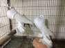 White Pomeranian pigeon  - Islamabad Birds