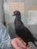 German beauty pigeon  - Abbottabad Birds