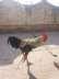 Desi Murgh Home breed  - Peshawar Birds