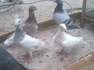 Pigeons for 123  - Peshawar Birds