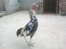 Aseel sawa chena patha  - Faisalabad Birds