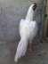 Pure aseel patha white high quality  - Faisalabad Birds