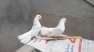 Lucky peagion fan tail  - Faisalabad Birds