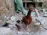 Pure assel hen with chiks  - Faisalabad Birds