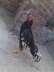 China aseel candail murgh  - Faisalabad Birds