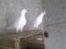 Kali ankh ka male  - Faisalabad Birds