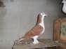 Sherazi pigeons  - Faisalabad Birds