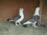 Pigeon settinet  - Faisalabad Birds