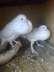 English pair 4sale at  - Multan Birds