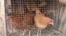 Desi hens available  - Multan Birds