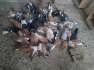 Pigeons(kazmi pigeon farm)  - Multan Birds