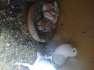 Shield croper chks 4sale  - Multan Birds