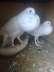 English pair 4sale at  - Multan Birds
