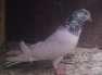 Aseel Piegons. Quality Breed  - Multan Birds