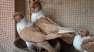 Danish Quality PiPigeon  - Multan Birds