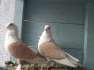 Yellow Satenet breeder pair  - Multan Birds