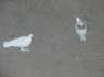 Fancy Pigeons pair  - Rawalpindi Birds
