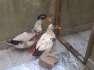 Healthy Pair of Ducks  - Rawalpindi Birds