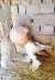 Peagion for sales  - Rawalpindi Birds