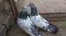 Kabotar pigeon tippler  - Rawalpindi Birds